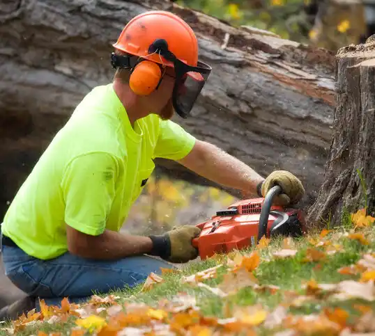 tree services Hollister